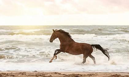 Σοκ σε παραλία της Θάσου: Άλογα άρχισαν να τρέχουν ανεξέλεγκτα - Στο νοσοκομείο 5χρονο κοριτσάκι