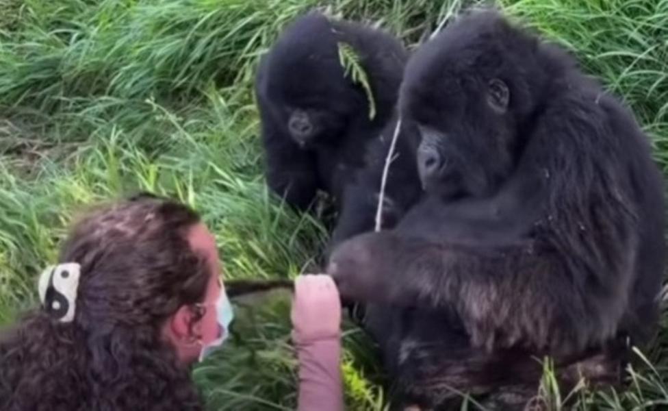 Αρσενικός γορίλας έπιασε τα μαλλιά γυναίκας κι έφαγε... «παντόφλα» από το ταίρι του