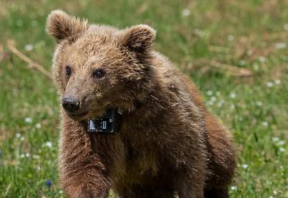 Καστοριά: Νεκρή από πυροβόλο όπλο μαμά αρκούδα - Δέχθηκε πέντε σφαίρες