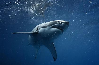 Καταγγελία -σοκ: Εστιατόριο στη Χαλκιδική σερβίρει προστατευόμενο είδος καρχαρία