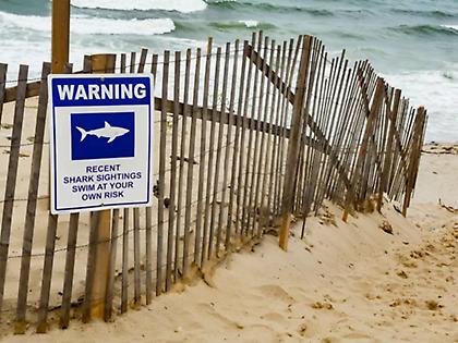 Πανικός σε παραλία: Αγριεμένο γοφάρι δάγκωσε ηλικιωμένη λουόμενη