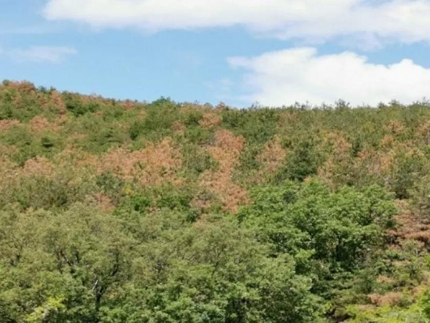 Συναγερμός στην Εύβοια: Αγνοούνται περιπατητές σε δύσβατη περιοχή