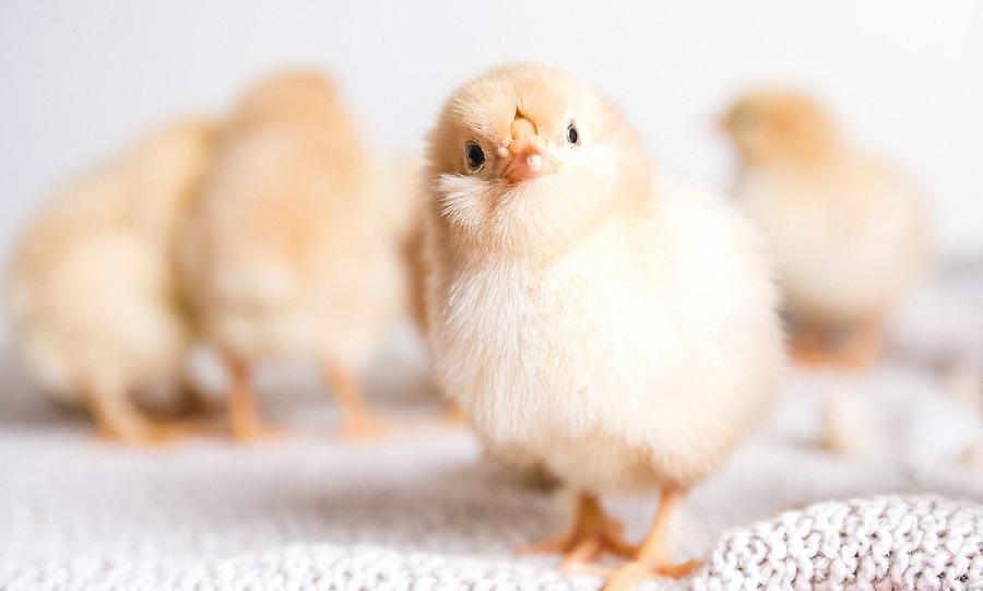 Γυναίκα στην Κίνα επέστρεψε από διακοπές και βρήκε… 70 κοτοπουλάκια στην κουζίνα της