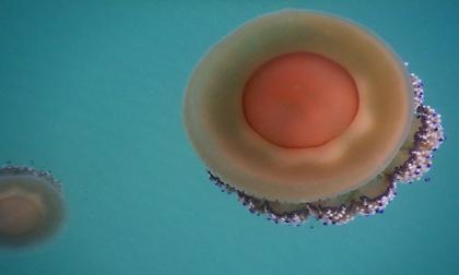 Επέστρεψαν οι μεσογειακές μέδουσες στις ελληνικές θάλασσες