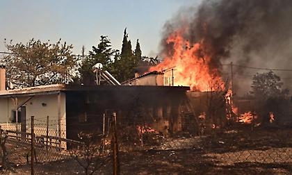 Φωτιά στο Κρυονέρι: Μάχη με τις φλόγες μέσα στην κατοικημένη περιοχή