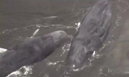 Ιαπωνία: Η θάλασσα ξεβράζει φάλαινες μετά τον σεισμό-γίγαντα των 8,8 Ρίχτερ στη Ρωσία!