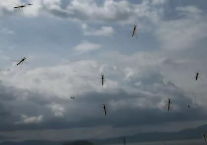 ΕΟΔΥ: Δέκα νέα κρούσματα λοίμωξης από τον ιό του Δυτικού Νείλου