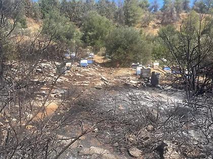 Από αδήλωτα μελίσσια εντός της Πολυτεχνιούπολης ξεκίνησε η φωτιά στον Υμηττό