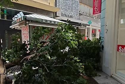 Δέντρο έπεσε στην Ερμού λόγω ισχυρών ανέμων