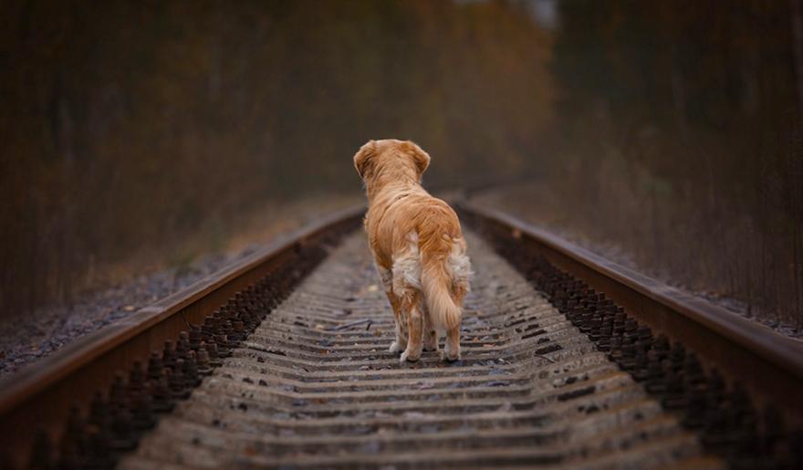 Νεκρά 32 σκυλιά που είχαν εγκαταλειφθεί χωρίς τροφή και νερό σε αγρόκτημα