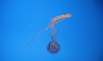 Γαλλία: Εκτός λειτουργίας το μεγαλύτερο πυρηνικό εργοστάσιο έπειτα από «εισβολή» μεδουσών