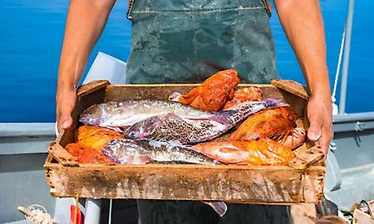 Κάθε ψάρι στον καιρό του: Ποιο ψάρι μπορείς να φας ανάλογα με την εποχή