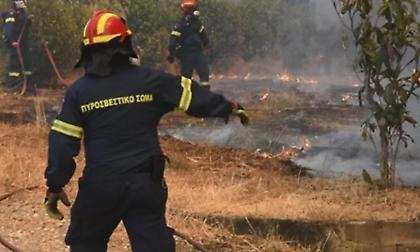 «Καμπανάκι» WWF για τις καταστροφικές πυρκαγιές: Ήδη πάνω από τον Μ.Ο 20ετίας οι καμένες εκτάσεις