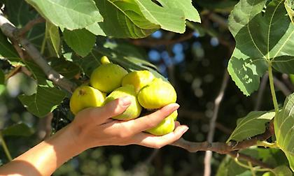 Το ΠΟΠ βασιλικό σύκο της Κύμης και η ιστορία του