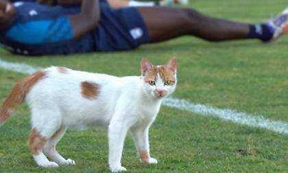 Τέτοια ντου θέλουμε: Γατί έσκασε μύτη στην προπόνηση της Κηφισιάς!