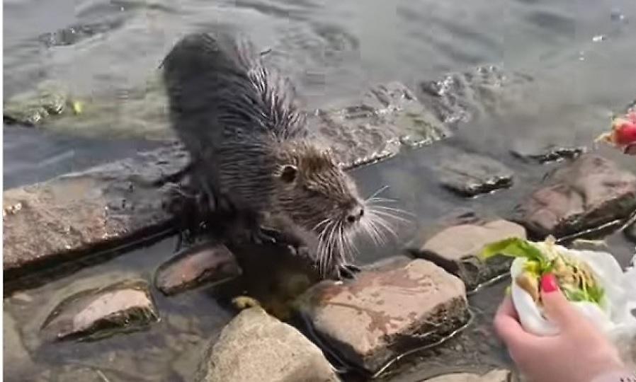 Epic! Πήγαν στην Πράγα και νόμιζαν οτι ταϊζουν κάστορα αλλά...