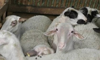 Δραστικά μέτρα από το υπουργείο Αγροτικής Ανάπτυξης για την αντιμετώπιση της ευλογιάς των αιγοπροβάτων