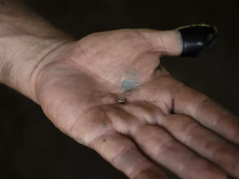 Οι ΗΠΑ επιβεβαίωσαν το πρώτο κρούσμα σε άνθρωπο του «σκουληκιού του Νέου Κόσμου»