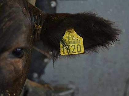 Τι είναι το σκουλήκι του Νέου Κόσμου