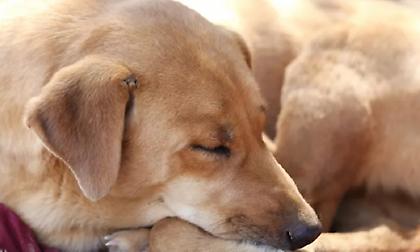 Θεσσαλονίκη: Στο Αυτόφωρο 40χρονος ύστερα από καταγγελία ότι κακοποίησε τον σκύλο του