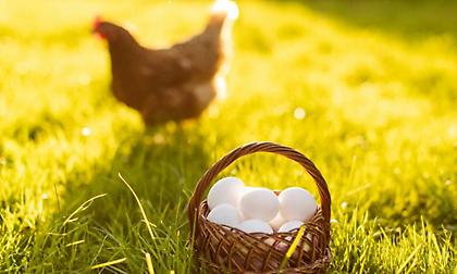 Τι συμβαίνει με τα ελληνικά αυγά; Τι λέει η έρευνα για τις ουσίες που εντοπίστηκαν