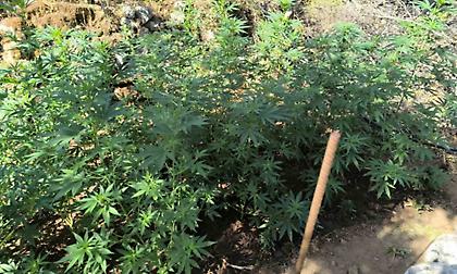 Λακωνία: Εντοπίστηκε φυτεία 2.257 δενδρυλλίων κάνναβης