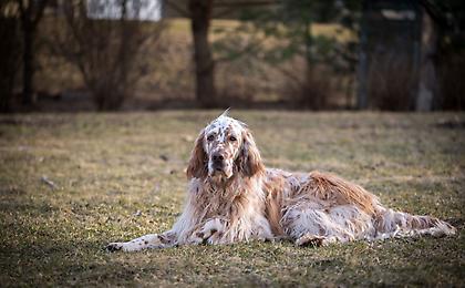 Άγνωστος πυροβόλησε και σκότωσε σκυλάκι στην Αρναία