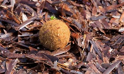 Οι μυστηριώδεις «χρυσές μπάλες» του Ποσειδώνα: Ξεβράζονται στις ακτές της Μεσογείου