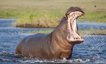 Ακτή Ελεφαντοστού: Ιπποπόταμος βύθισε πλοιάριο - 11 αγνοούμενοι, μεταξύ των οποίων ένα βρέφος