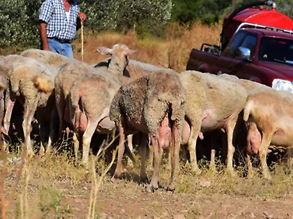 Ευλογιά των προβάτων: Ασφαλές για κατανάλωση το κρέας και το γάλα