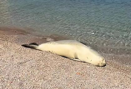 Σύμη: Φώκια κάνει ηλιοθεραπεία σε παραλία δίπλα στον κόσμο