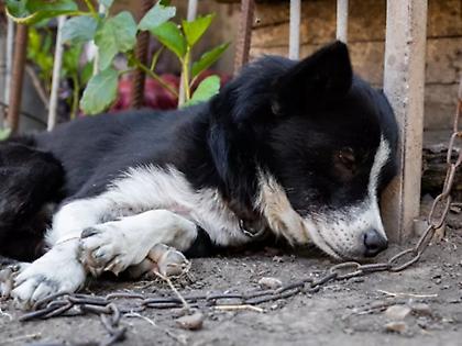 Φυλάκιση με αναστολή στον 47χρονο που είχε αλυσοδεμένα 14 σκυλιά