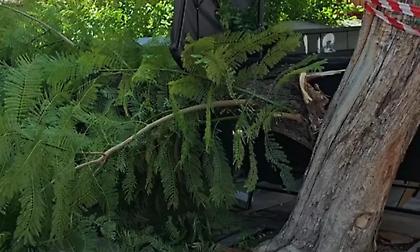 Έπεσε δέντρο στην πλατεία Αγίας Ειρήνης, στο Μοναστηράκι - Δύο τραυματίες