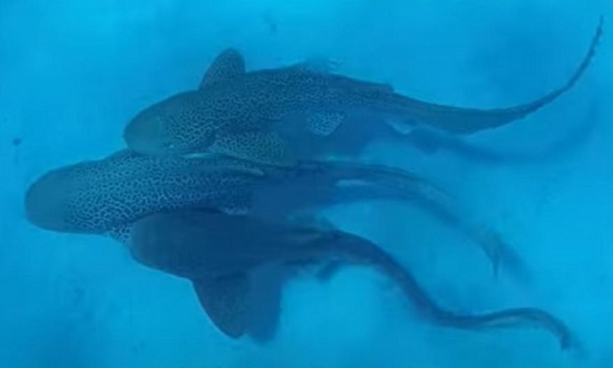 Το πρώτο καταγεγραμμένο «τρίο» καρχαριών είναι γεγονός