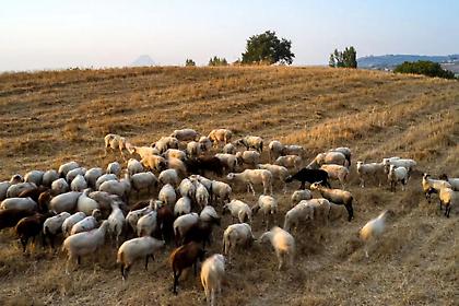 Εντοπίστηκαν κρούσματα ευλογιάς αιγοπροβάτων σε κτηνοτροφικές μονάδες της Πέλλας