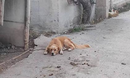 Καταγγελίες για κακοποίηση και παραμέληση ζώων στην Πάρο - «Δεμένα στον ήλιο χωρίς νερό»