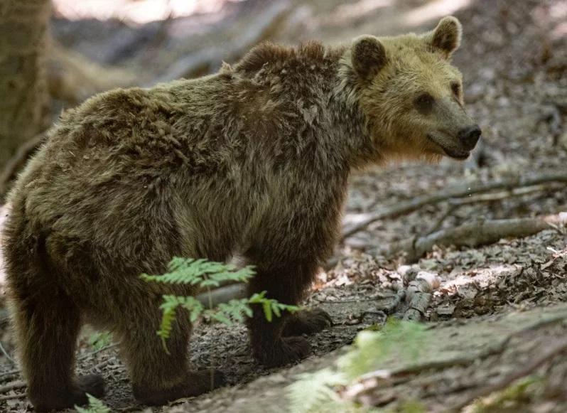 Φρίκη στη Δράμα: Σκότωσαν νεαρή αρκούδα και μετά την αποκεφάλισαν
