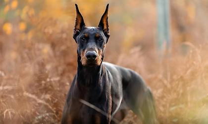 Αγόρασε σκύλο με 30.000 λίρες για φύλακα ο Ίσακ μετά από απειλές για τη ζωή του