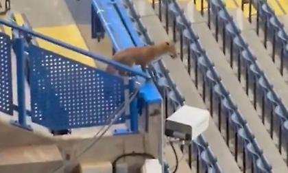 Αλεπού εισέβαλε στο «Στάμφορντ Μπριζ» πριν τη σέντρα στο Τσέλσι-Μπαρτσελόνα!