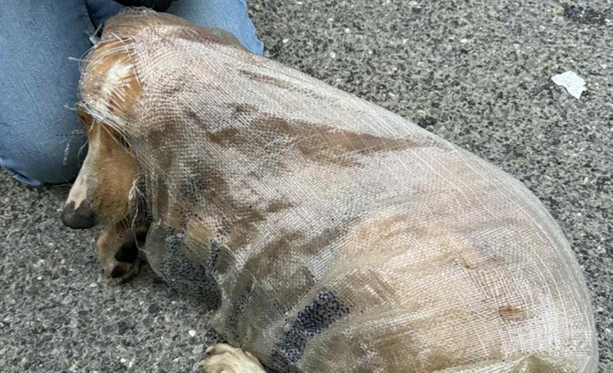 Κτηνωδία στη Μεγαλόπολη: Πέταξαν στα σκουπίδια σκυλίτσα μέσα σε τσουβάλι