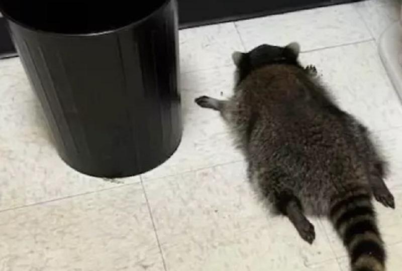 Ρακούν έκανε διάρρηξη σε κάβα, κατέβασε μπουκάλια με ουίσκι και λιποθύμησε στο μπάνιο