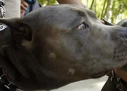 Ζάκυνθος: Συγκλονίζει ο θάνατος του 2χρονου από επίθεση πίτμπουλ - Αφέθηκαν ελεύθεροι οι γονείς του