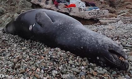 Σκηνές θλίψης σε παραλία της Αττικής: Νεκρή μεσογειακή φώκια από πυροβολισμό στην Ανάβυσσο