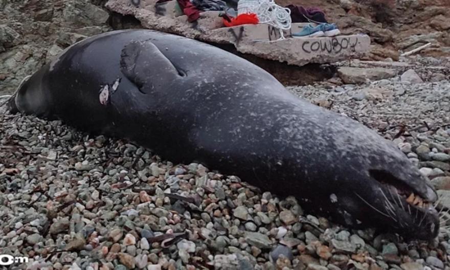 Σκηνές θλίψης σε παραλία της Αττικής: Νεκρή μεσογειακή φώκια από πυροβολισμό στην Ανάβυσσο