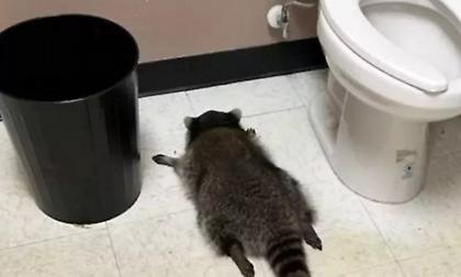 Το μεθυσμένο ρακούν ξαναχτυπά - «Κατηγορείται» για τρεις ληστείες