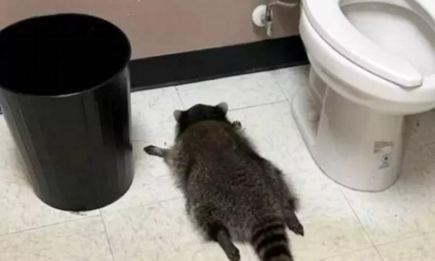 Το μεθυσμένο ρακούν ξαναχτυπά - «Κατηγορείται» για τρεις ληστείες