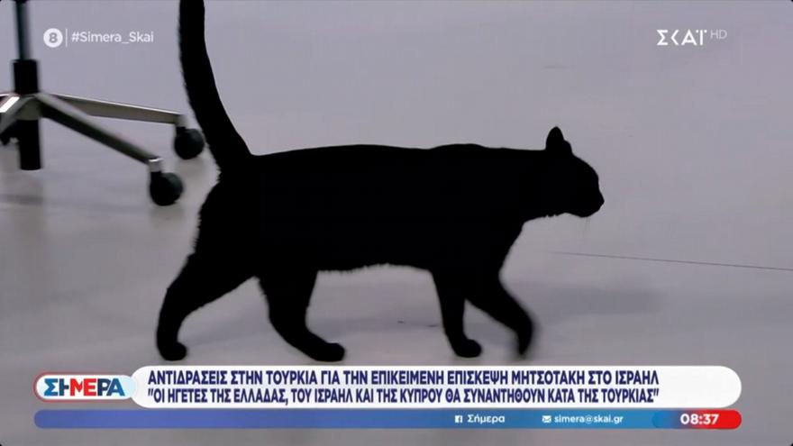 Τα είδε όλα ο γατούλης του ΣΚΑΪ με το ρομπότ Σοφία! Έφυγε τρέχοντας από το πλατό