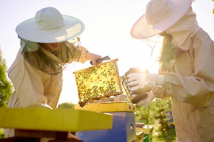 Μελισσοκομία: Το χόμπι που έγινε επάγγελμα με 2 εκατ. κυψέλες σε όλη την Ελλάδα