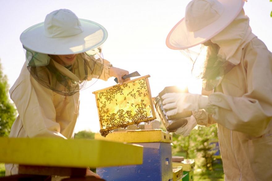 Μελισσοκομία: Το χόμπι που έγινε επάγγελμα με 2 εκατ. κυψέλες σε όλη την Ελλάδα