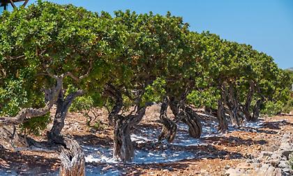 Μαστίχα Χίου: Το παγκόσμιο brand που περνά από γενιά σε γενιά